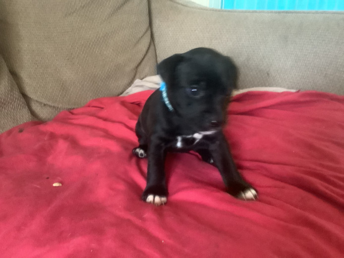 Forever home needed for 3 staffy pups