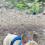 LILAC FAWN FRENCHIE FOR SALE