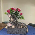 Gorgeous 9 Week Old French Bulldog Puppies 