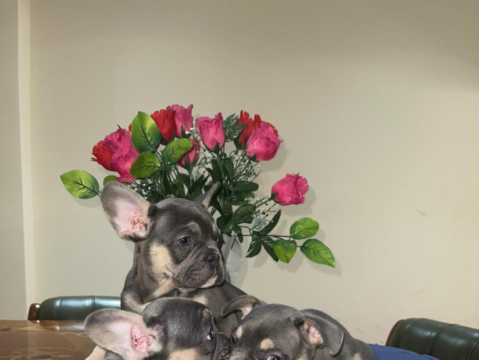 Gorgeous 9 Week Old French Bulldog Puppies 