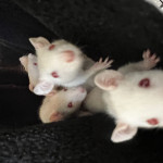 Cute 6 week old albino rat babies for sale