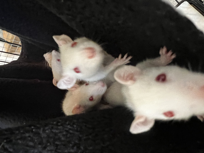 Cute 6 week old albino rat babies for sale