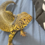 2 year old male morrocan uromastyx 