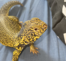 2 year old male morrocan uromastyx 