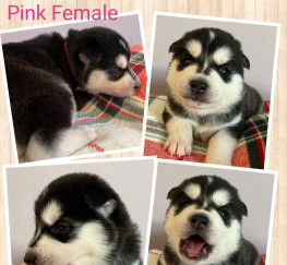 Pets for Sale - Siberian husky puppies 