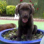 Chocolate Labrador puppies from health tested parents