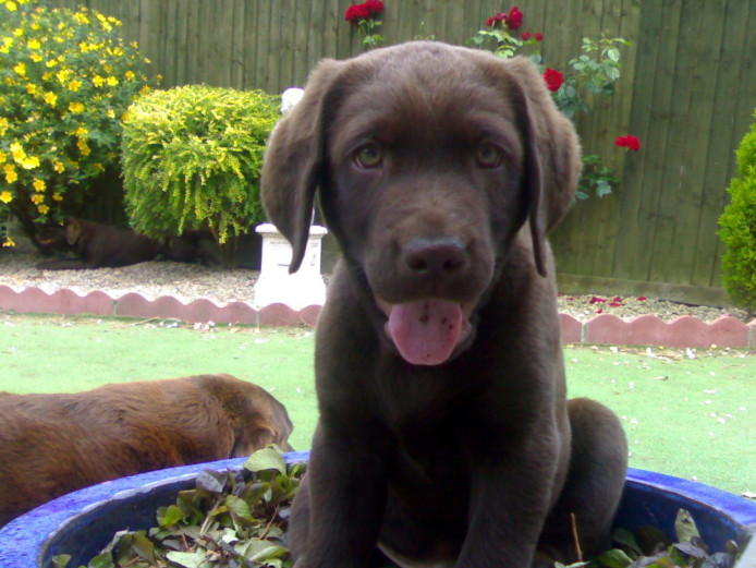 Chocolate Labrador puppies from health tested parents