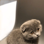 Male Blue Scottish Fold Kitten