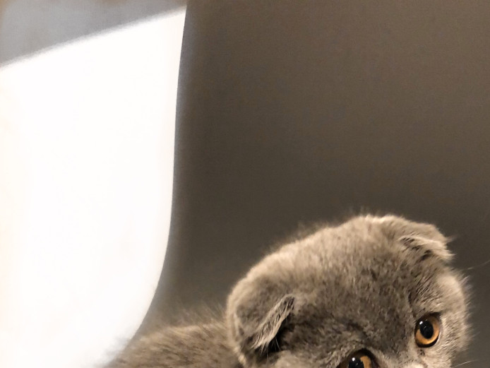 Male Blue Scottish Fold Kitten