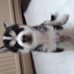 Siberian husky puppies for reservation