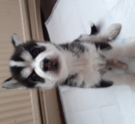 Pets  - Siberian husky puppies for reservation