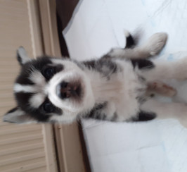 Siberian husky puppies for reservation