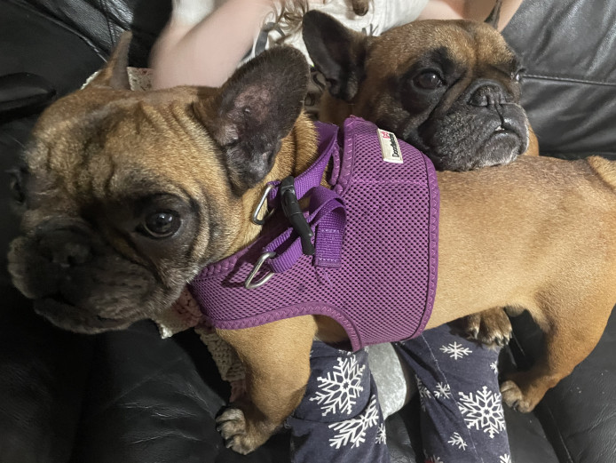 french bulldog sisters for sale