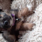 Jackeranian puppy  for sale