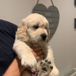 Very Calm, Quiet And Loving Golden Retriever Puppies Available.