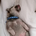 Labrador beagle cross puppies 