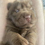 Shar Pei Bear Coat Pups KC Reg - POAG/PLL Tested