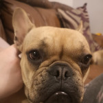9 month old French bulldog bitch for sale