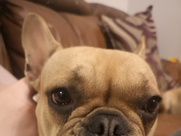 9 month old French bulldog bitch for sale