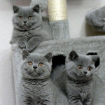  Blue British Shorthair kittens