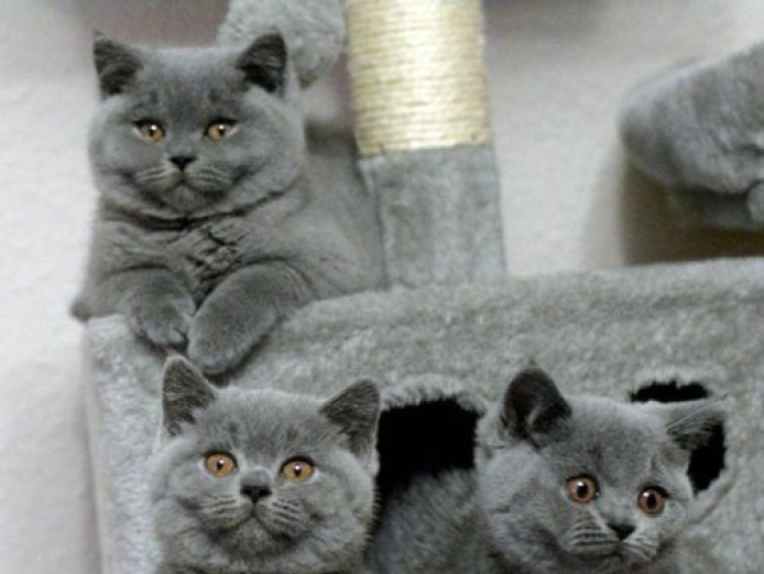  Blue British Shorthair kittens