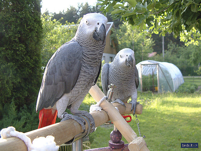 We have some male and female stunning quality Grey parrots for sale  .