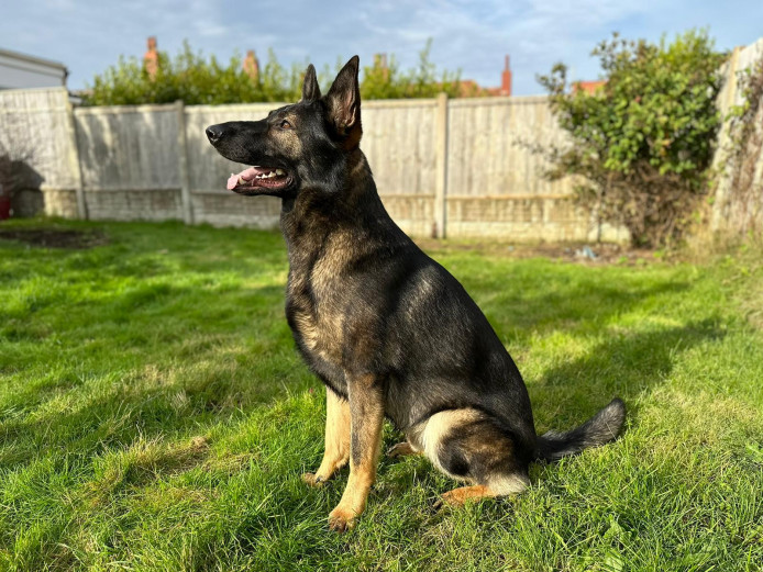 Meet Sonny, the Exceptional 18 Months Old German Shepherd for Sale! 
