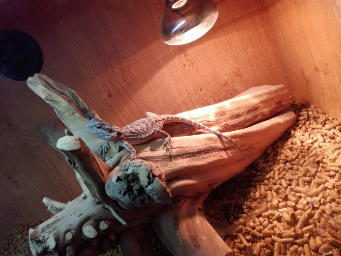 Baby bearded dragon and set up