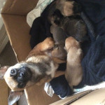 3 Beauiful chi pups looking for loving homes