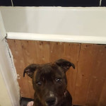 female 10 month old staffy