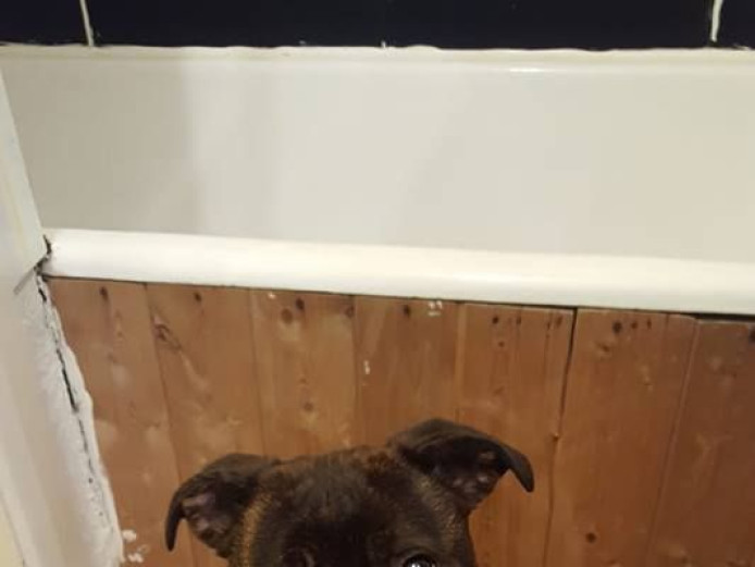 female 10 month old staffy