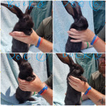 Pure breed continental giant rabbits for sale