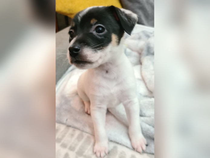 Male jack russell puppy for sale 