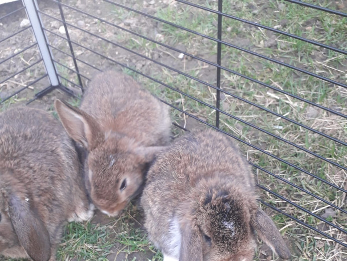 Lovely bunnies 
