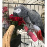 Lovely African Grey Parrots