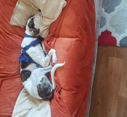 Pets  - Grey hound x welshhound