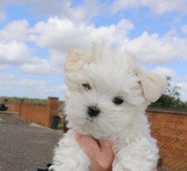 Maltese puppies available now