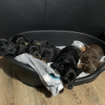 Miniature Dachshund Puppies x 5 PRA Clear Champion Bloodlines