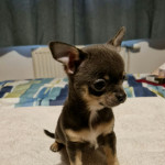 KC REGISTERED CHIHUAHUA PUPPIES READY NOW 