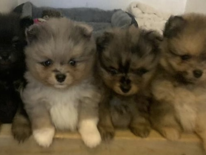 Pomeranian puppies ready from 22 May