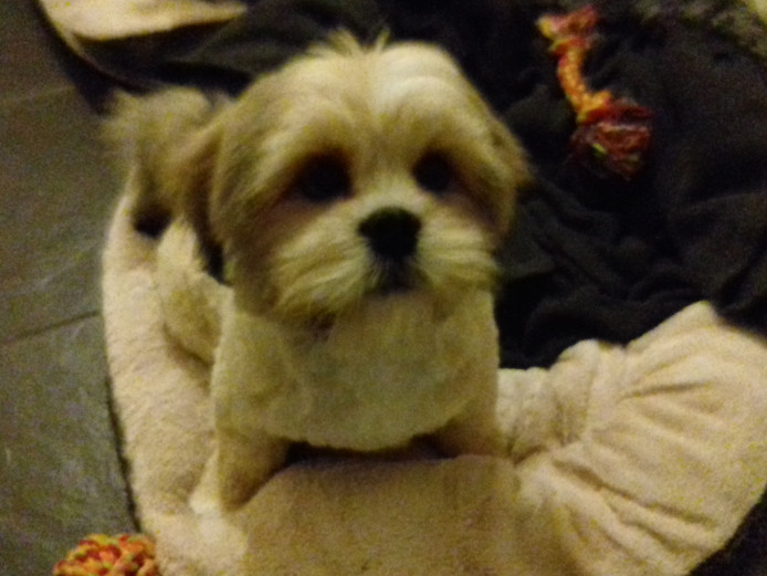 2 Lhasa Apso Puppies For Sale
