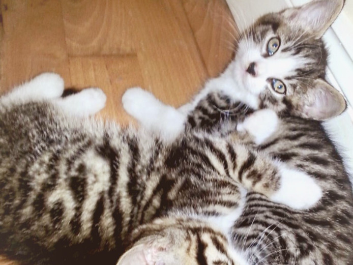 Stunning Bengal x British Blue Kittens For Sale in London