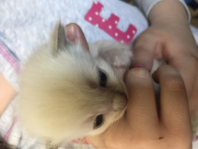 We have 4 adorable Ragdoll Babies Available to Reserve 