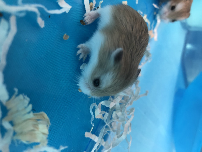 Roborovski Dwarf Hamster 