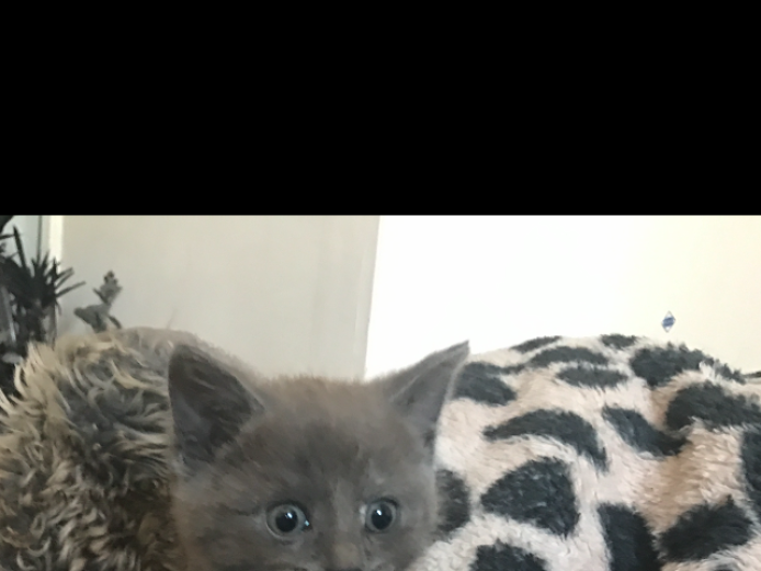 Stunning Russian Blue x Burmese kittens for sale