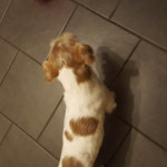 Jack russell x shih tzu male aged 4