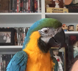 Blue and gold macaw 4 years old