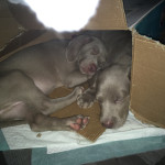 80% trained Weimaraner puppy’s looking girl forever homes 