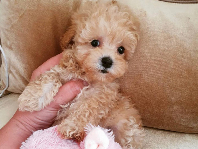 F1 Maltipoo puppies - for sale