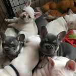 Kc Registered French Bulldog Puppies